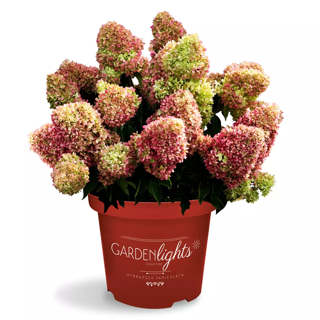 Hydrangea paniculata - Syrinhortensia 19 cm - Plantehallen AS