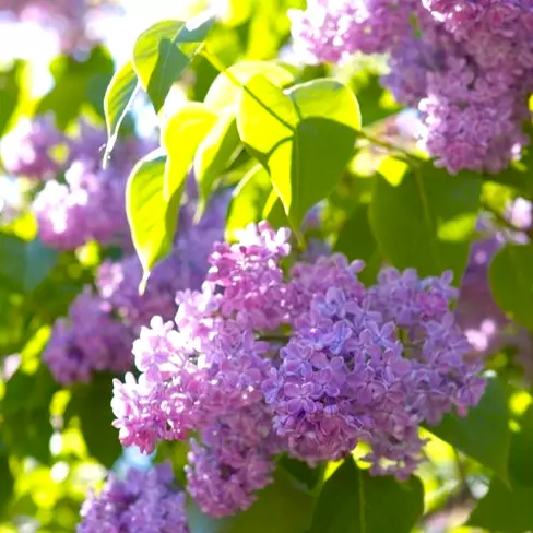 Syringa vulgaris - Syrin 19 cm