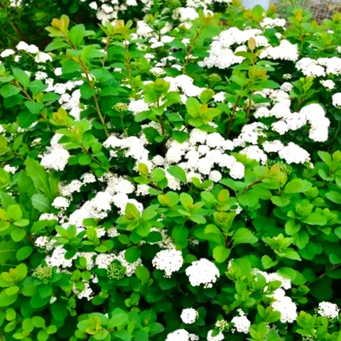 Spiraea betulifolia 'Tor' - Bjørkebladspirea 19 cm