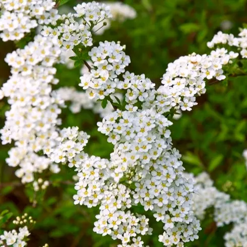 Spiraea cinerea 'Grefsheim' - Brudspirea 19 cm