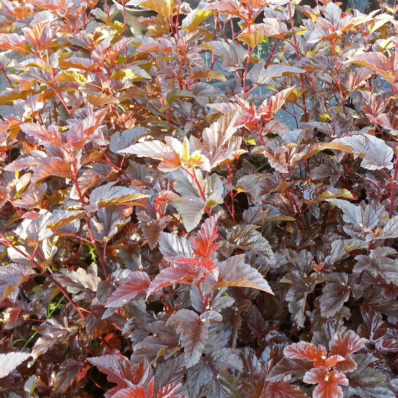 Physocarpus miks -  Blærespirea 19 cm