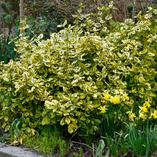 Euonymus fort. 'Emerald Gold' - Klatrebeinved 17 cm