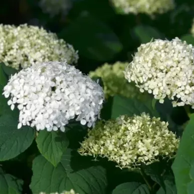 Hydrangea 'Annabelle' - Vierhortensia 19 cm