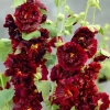 Alcea rosea 'Double Scarlet' - Stokkrose 11 cm