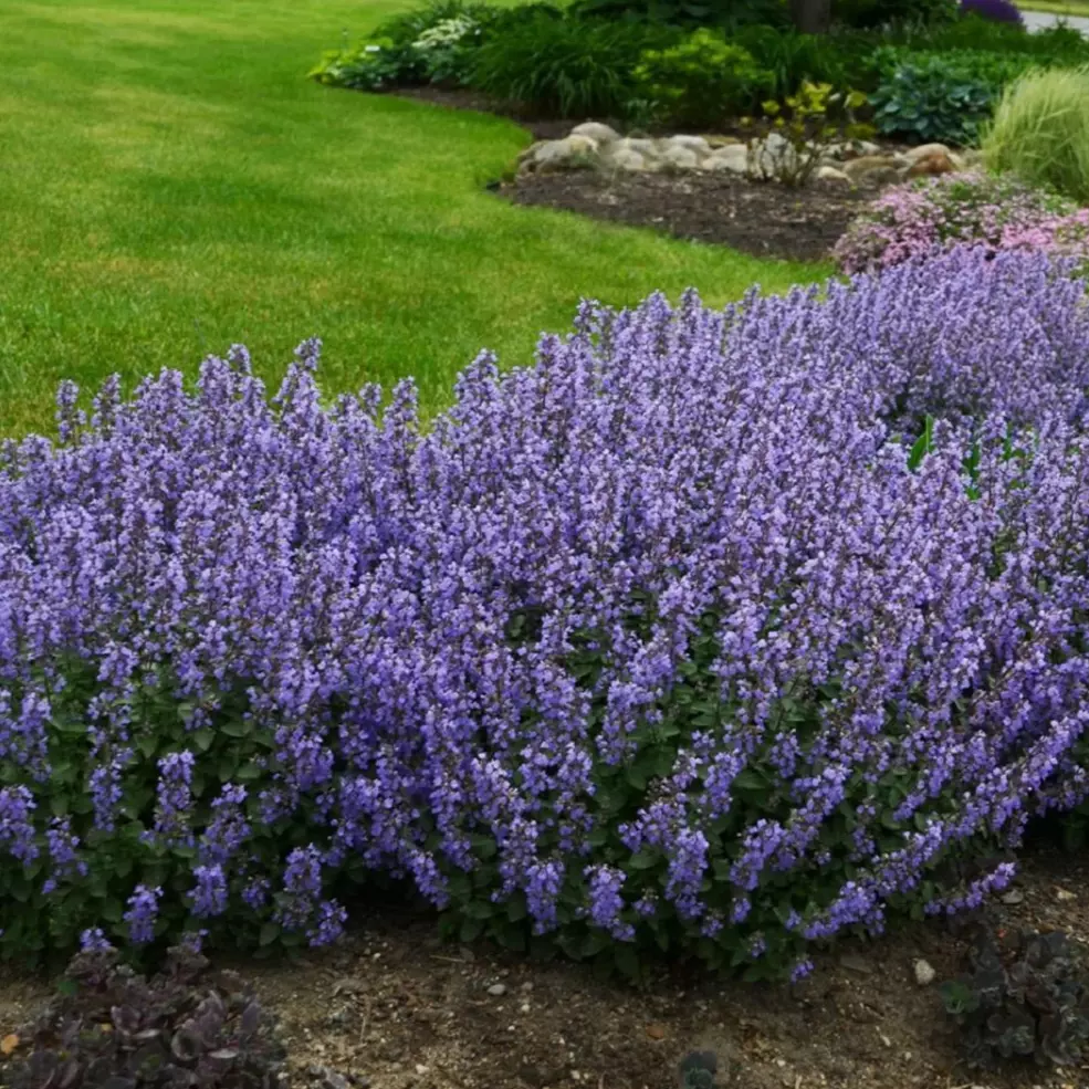 Nepeta 'Purrsian Blue' - Prydkattemynte 17 cm