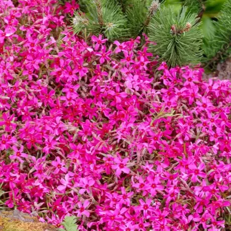 Phlox Atropurpurea - Vårfloks 4pk