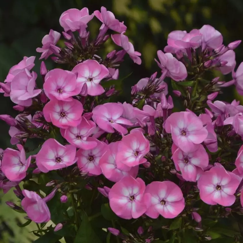 Phlox Paniculata - Høstfloks 19 cm