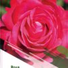 Hageroser Dame de Coeur 19 cm