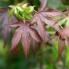 Acer palmatum 'Little Red' . Viftelønn 80-100