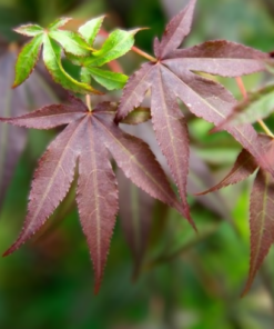 Acer palmatum 'Little Red' . Viftelønn 80-100