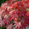 Acer palmatum Bloodgold - Viftelønn Bloodgold 80-100