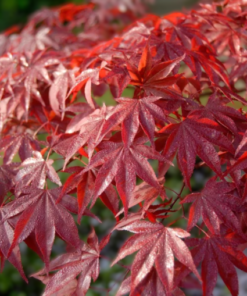 Acer palmatum Bloodgold - Viftelønn Bloodgold 80-100