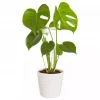 Monstera - Vindusblad 12 cm