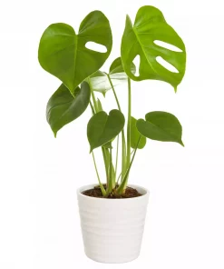 Monstera - Vindusblad 12 cm