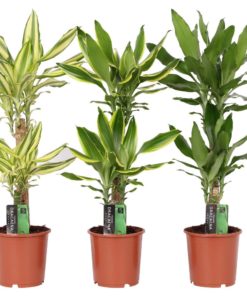 Dracaena Fragrans 2 stam - Draketre 17 cm