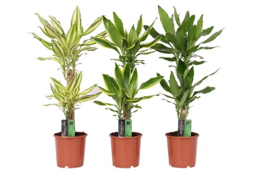 Dracaena Fragrans 2 stam - Draketre 17 cm