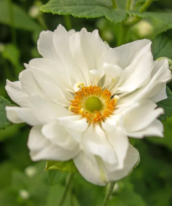 Anemone 'Whirlwind' 11 cm