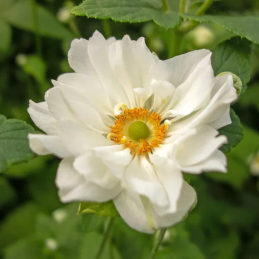 Anemone 'Whirlwind' 11 cm