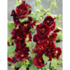 Alcea rosea - Stokkrose 'Double Scarlet' 11 cm