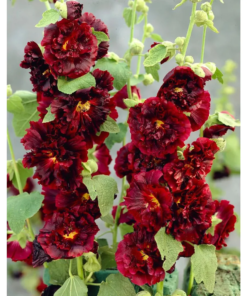 Alcea rosea - Stokkrose 'Double Scarlet' 11 cm