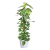 Epipremnum Aureum - Gullranke 27 cm mosstok