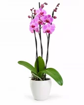 Phalaenopsis - Orkide 12 cm 3 grenet