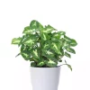 Syngonium - Pilblad 12 cm