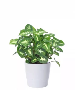 Syngonium - Pilblad 12 cm