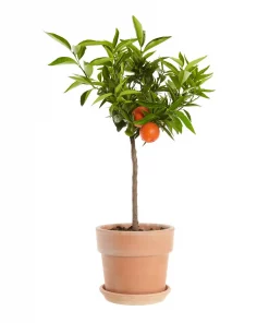 Citrus reticulata - Manderin 19 cm