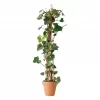 Hedera hiberinica - Atlanterhavs eføy 15 cm