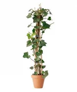 Hedera hiberinica - Atlanterhavs eføy 15 cm