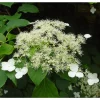 Hydrangea Petiolaris - Klatrehortensia 15 cm