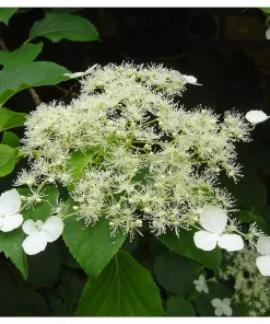 Hydrangea Petiolaris - Klatrehortensia 15 cm