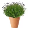 Lavendula Angustifolia - Lavendel 32 cm