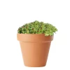 Saxifraga - Hagesildre 13 cm