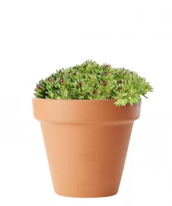 Saxifraga - Hagesildre 13 cm