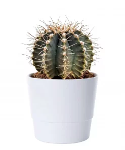 Kaktus 14 cm