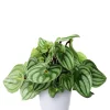 Peperomia - Rotterompe 17 cm