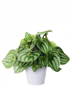 Peperomia - Rotterompe 17 cm