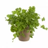 Krydder Koriander - Coriandrum sativum