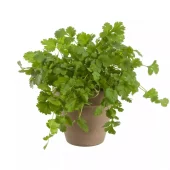 Krydder Koriander - Coriandrum sativum