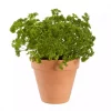 Krydder Kruspersille - Petroselinum crispum