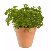 Krydder Kruspersille - Petroselinum crispum