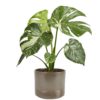 Monstera - Vindusblad Thai Constellation 17 cm