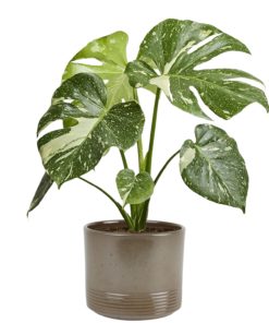 Monstera - Vindusblad Thai Constellation 17 cm
