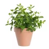 Krydder Mynte grønn - Mentha piperita
