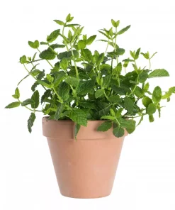 Krydder Mynte grønn - Mentha piperita