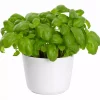 Krydder Basilikum - Ocimum basilicum