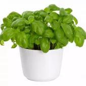 Krydder Basilikum - Ocimum basilicum