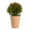 Thuja 'Danica' - Kulethuja 19 cm